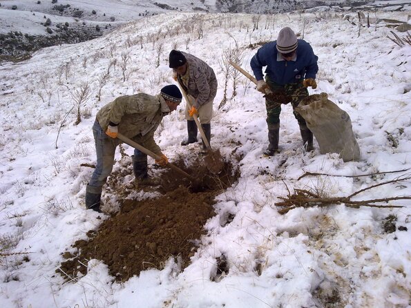 2011 03 16 Planting Almonds and Apricots 1_595 2011 03 16 Planting Almonds and Apricots 1_595