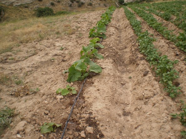 2012 Veg Prob Prgrm 7_595 2012 Veg Prob Prgrm 7_595