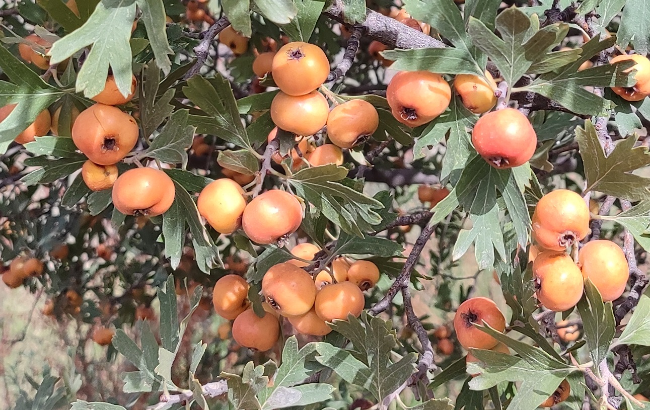 Алыч