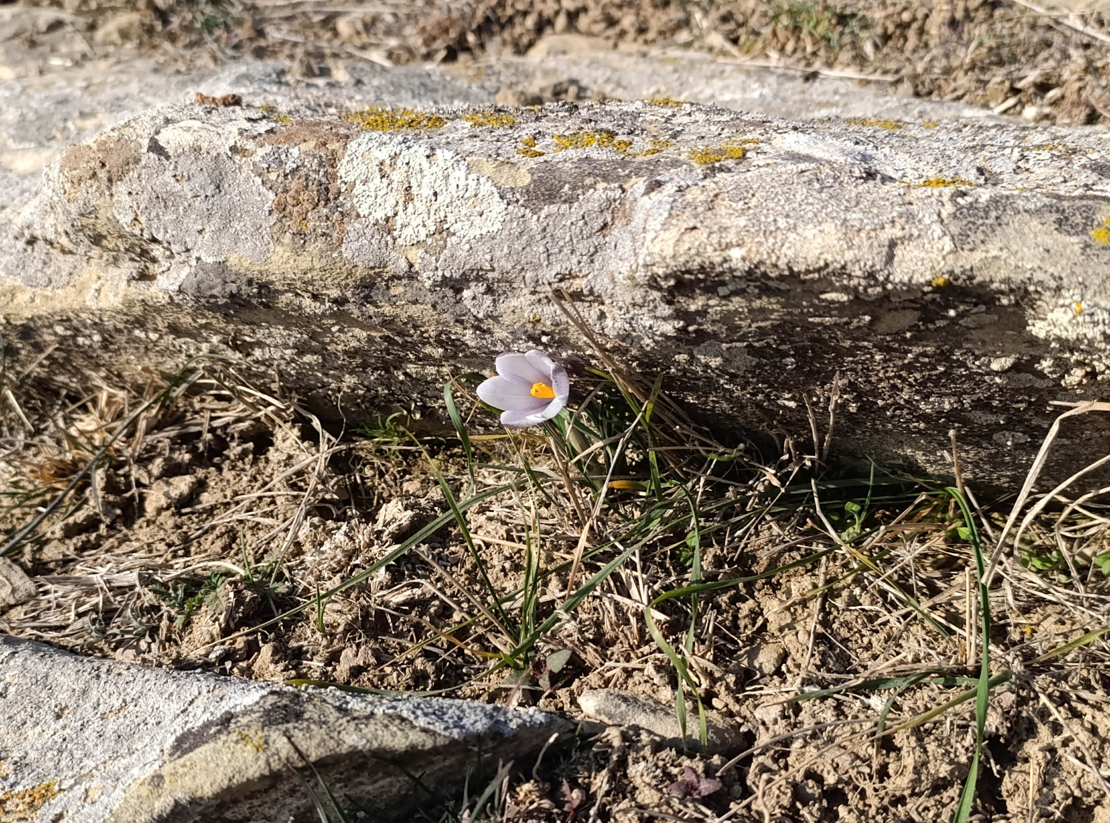 Krokus