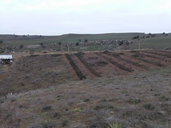 New Raspberry Field Preparation_595